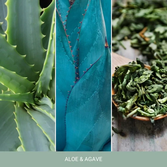 WOSK ALOE & AGAVE